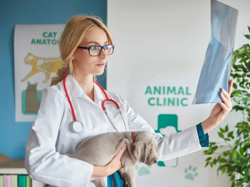 SEO For Vets Clinic