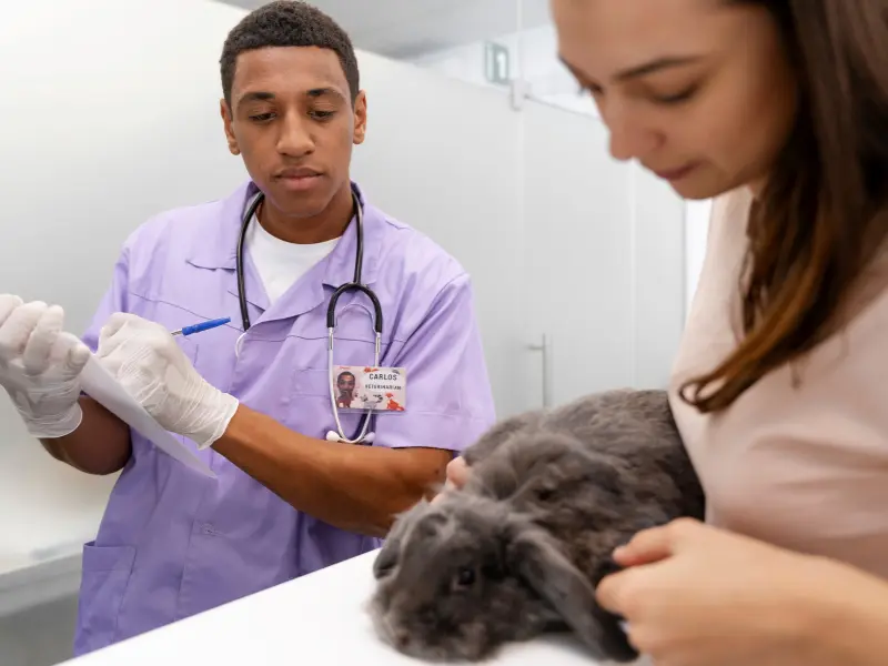 Veterinarian and pet owner examining a gray rabbit during an exotic pet checkup