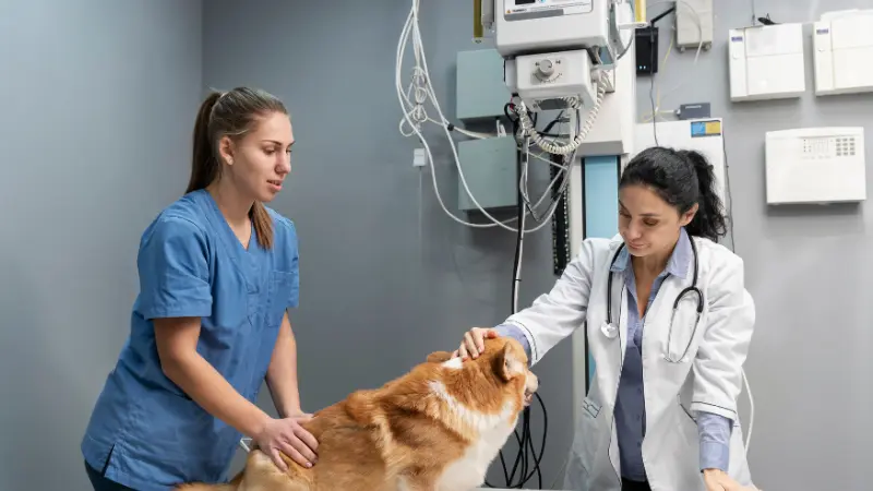 Veterinarian and vet technician examining a corgi beside medical monitoring equipment