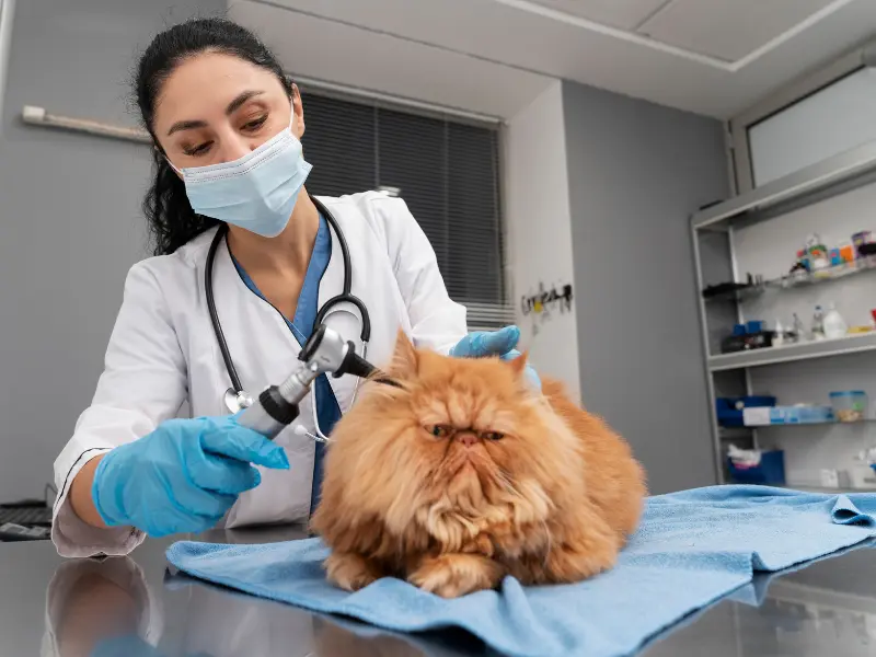 Veterinarian examining a fluffy orange cat with a handheld diagnostic tool